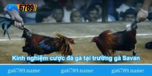 kinh-nghiem-cuoc-da-ga-tai-truong-ga-savan